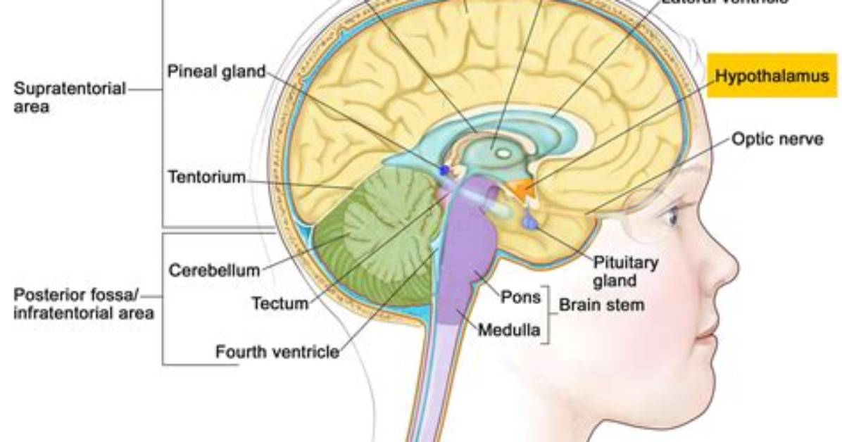 Where Is Hypothalamus Found?
