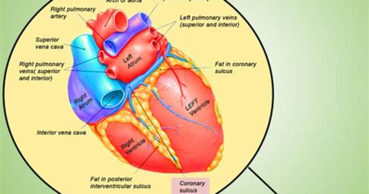 Where Is Interatrial Sulcus?