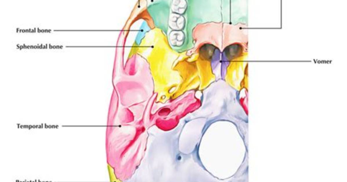 Where Is Intermaxillary Suture?