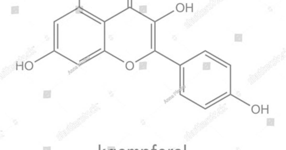 Where Is Kaempferol Found?