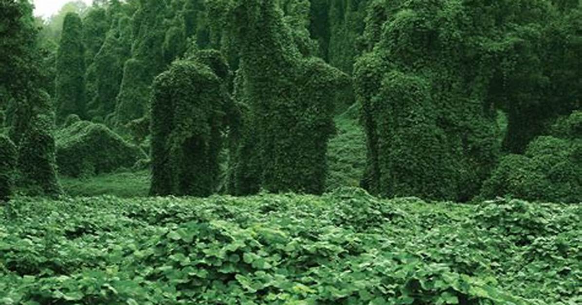 Where Is Kudzu Native To