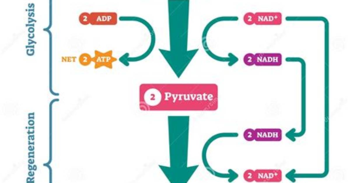 Where Is Lactic Acid Fermentation?