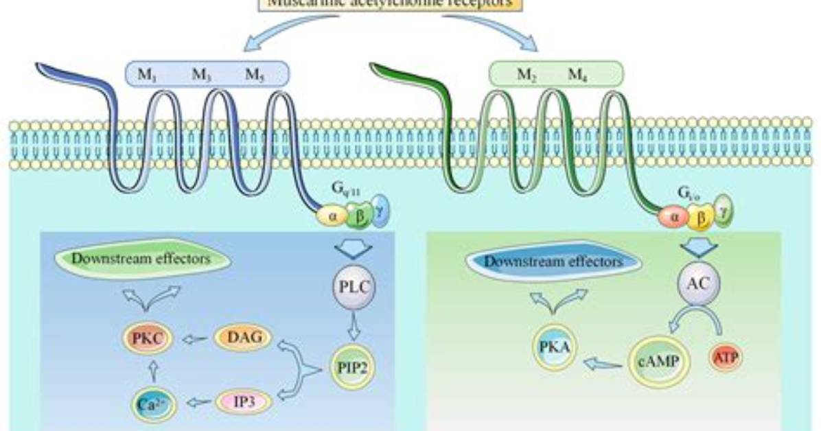 Where Is M3 Receptor Subtype Located?