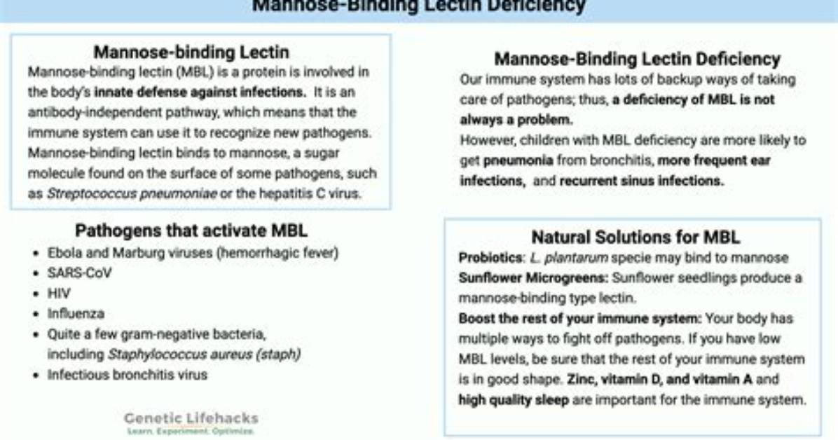 Where Is Mannose Binding Lectin Found?