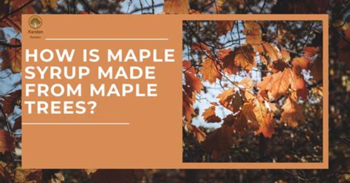 Where Is Maple Syrup Made?