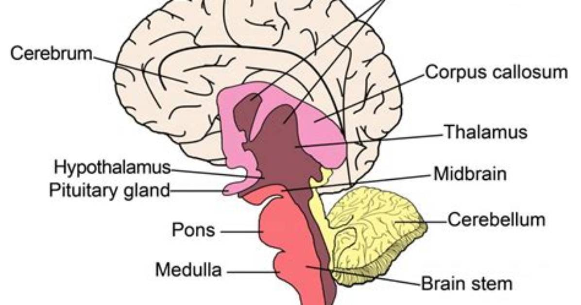 Where Is Midbrain Located?