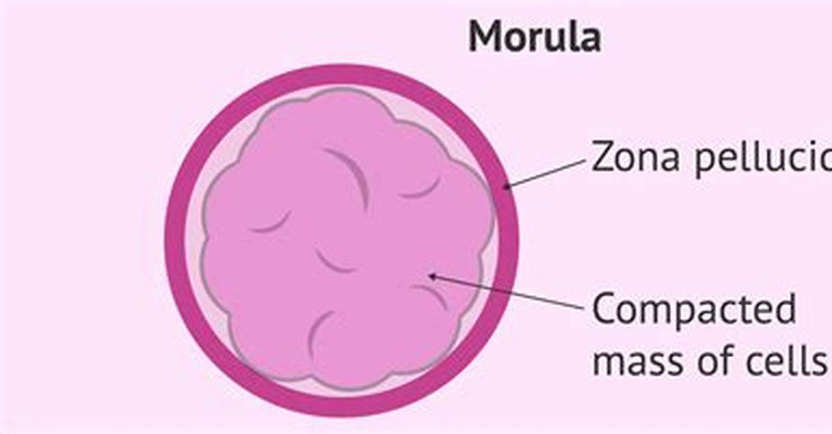 Where Is Morula Formed?