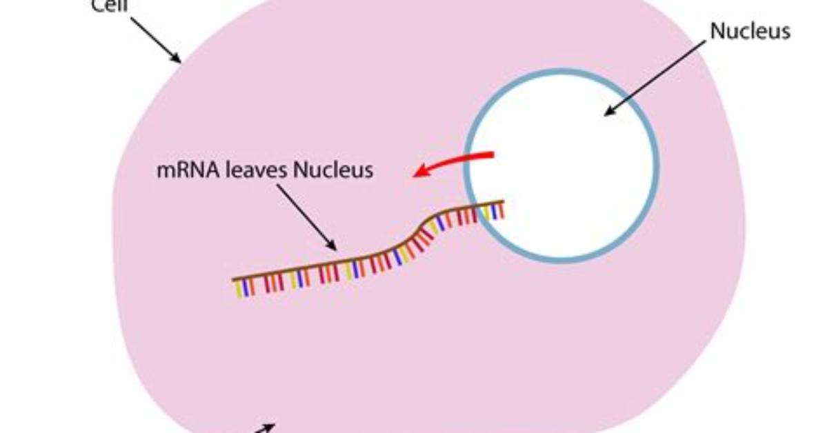 Where Is Mrna Located?