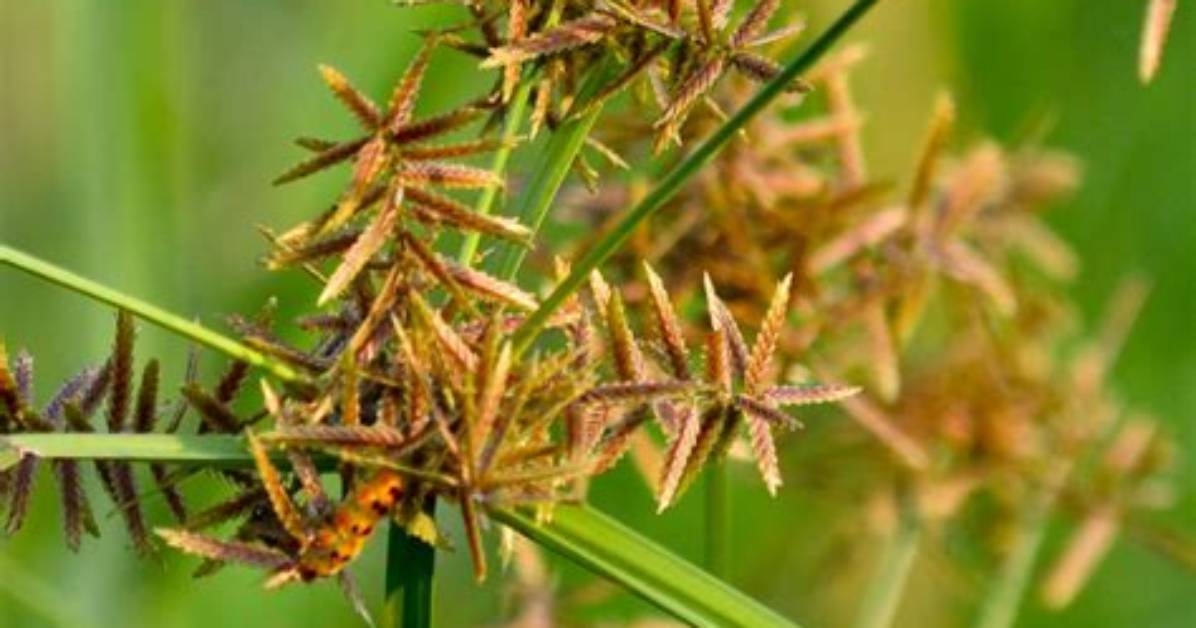 Where Is Nut Grass Found?