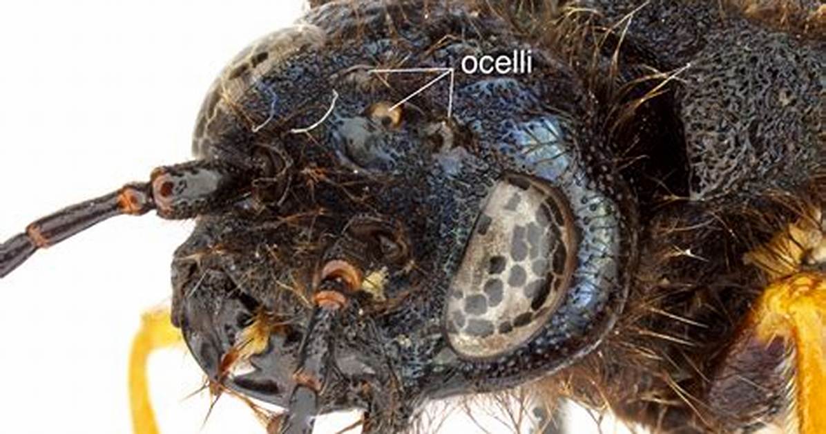 Where Is Ocelli Located?