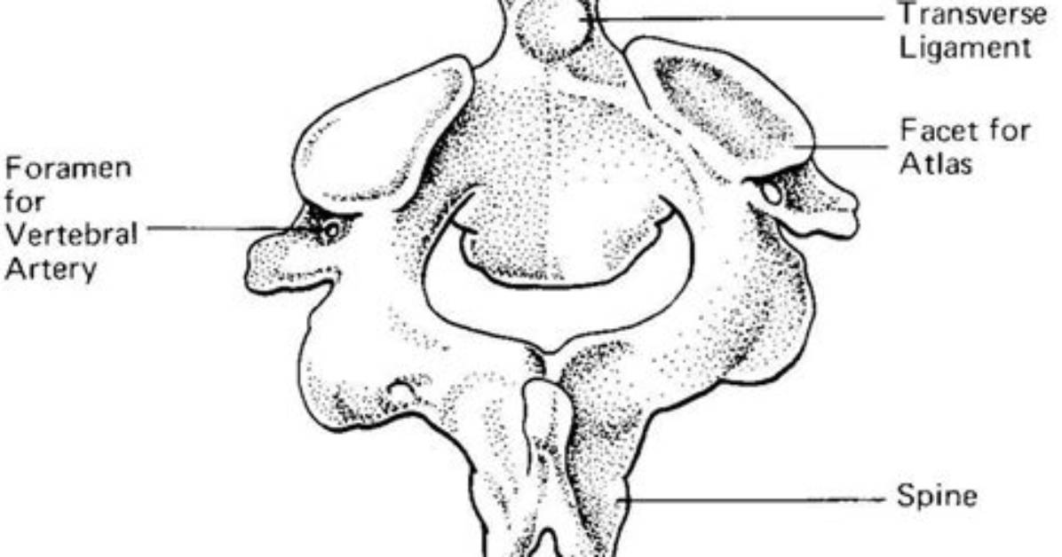 Where Is Odontoid Process Found?