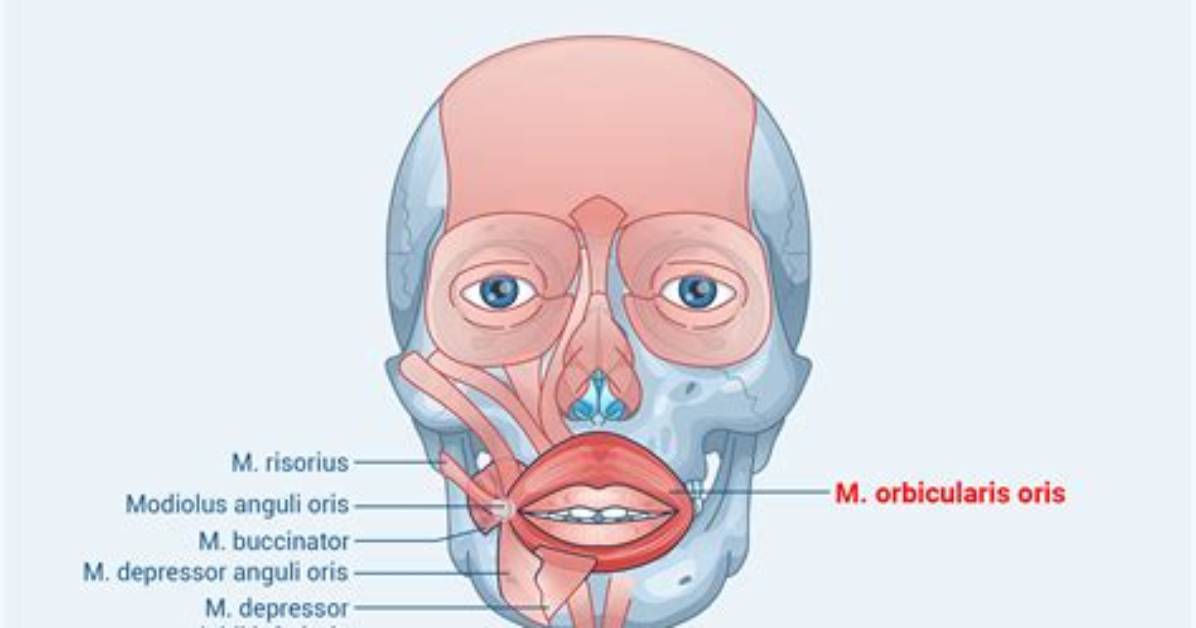 Where Is Orbicularis Oris Located?