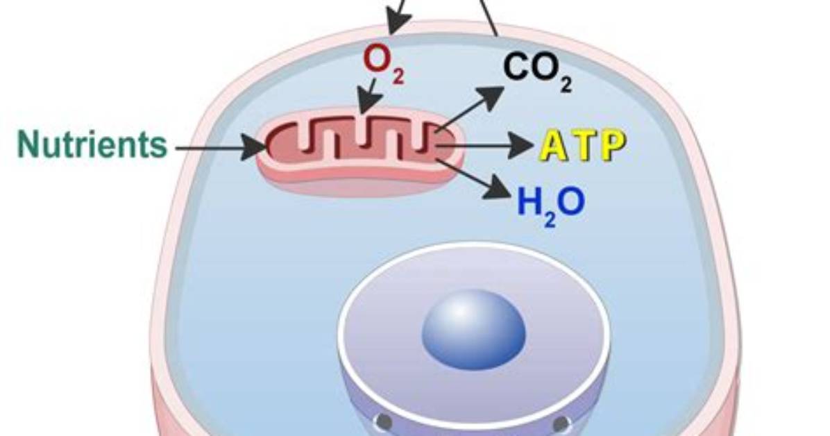Where Is Oxygen Utilized Within a Cell?