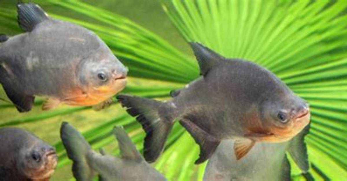 Where Is Pacu Located?
