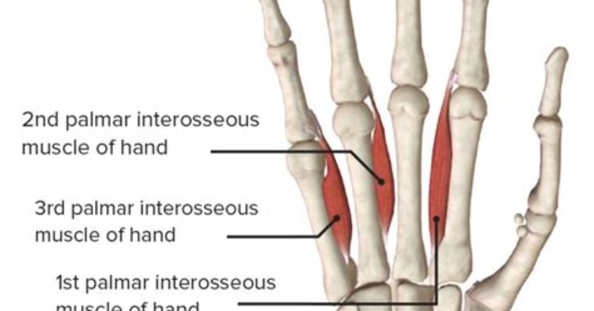 Where Is Palmar Interossei?