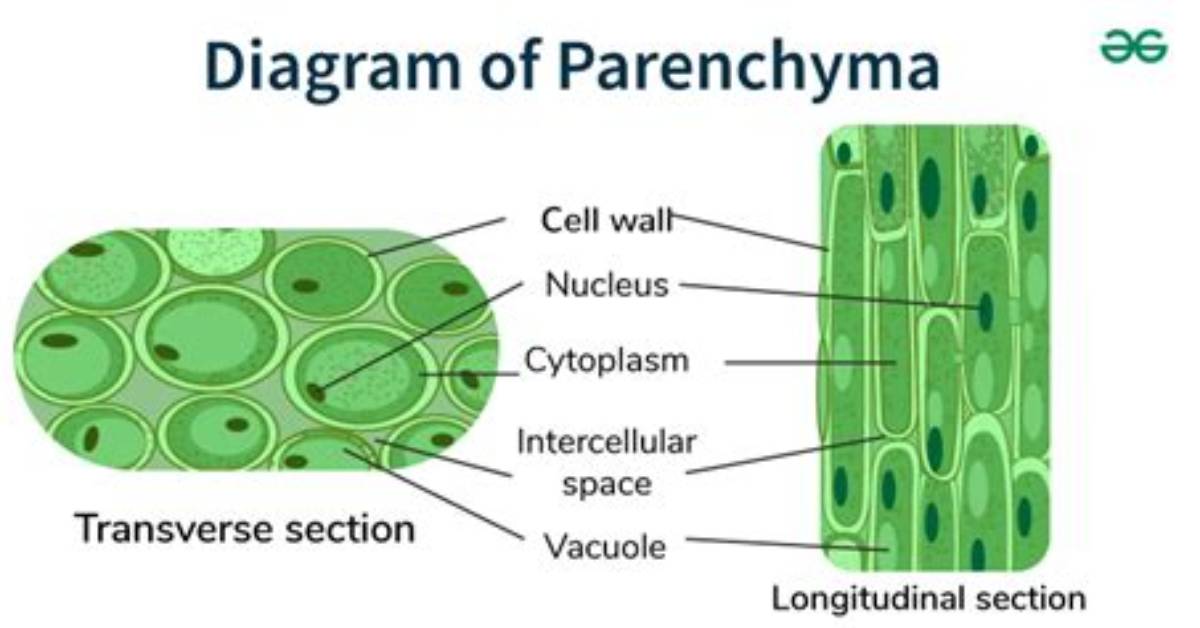Where Is Parenchyma Tissue Found?