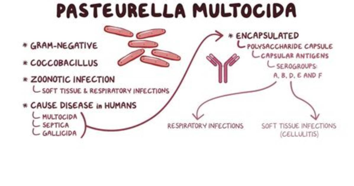 Where Is Pasteurella Multocida Found?
