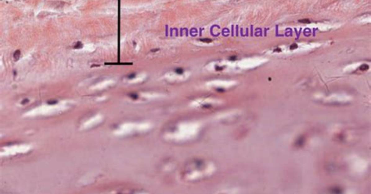 Where Is Perichondrium Found?