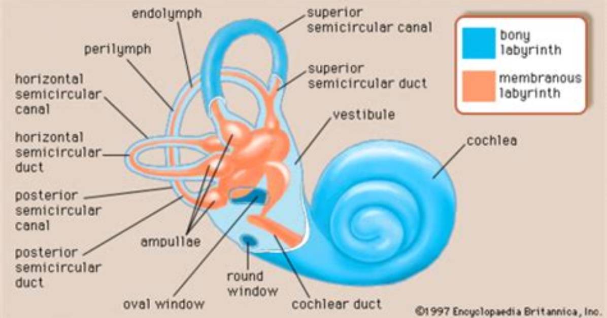 Where Is Perilymph and Endolymph Located?