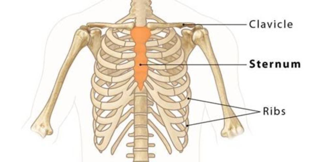 Where Is Presternal Located?