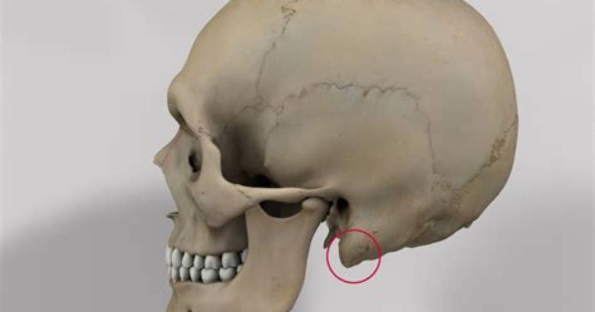 Where Is Processus Mastoideus?