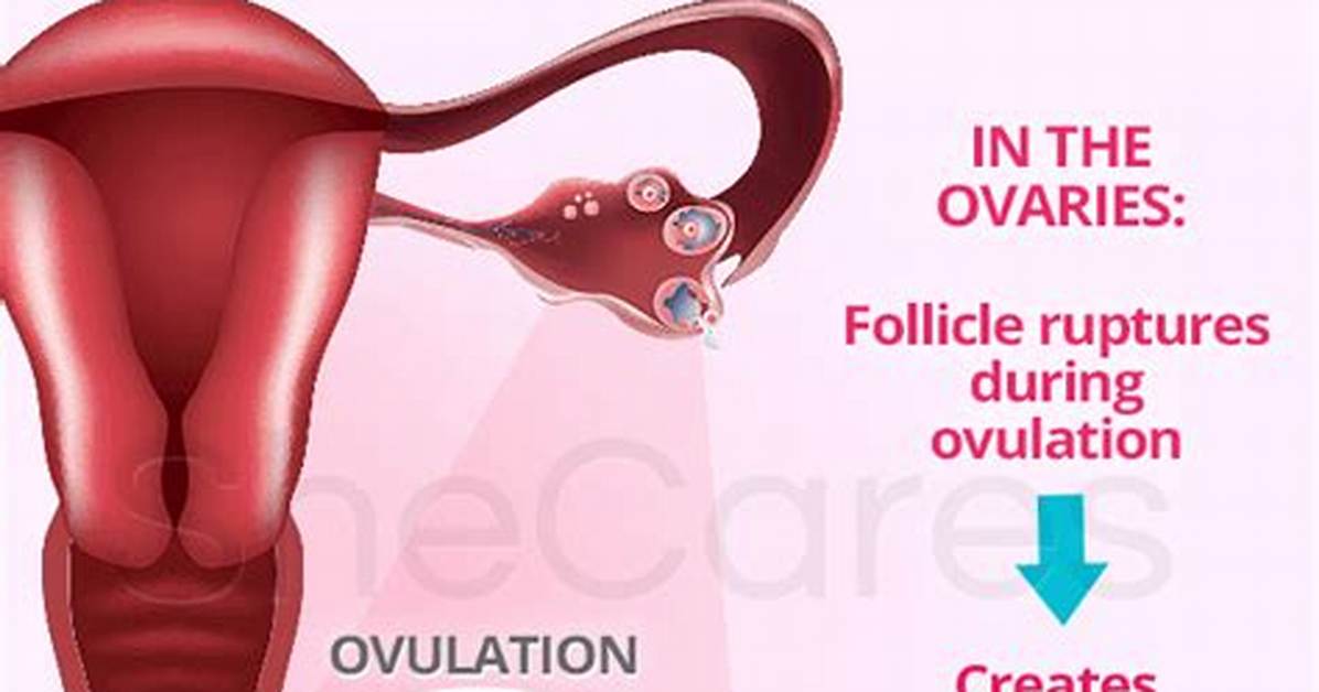 Where Is Progesterone Produced?