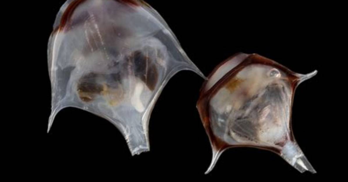 Where Is Pteropod Found?