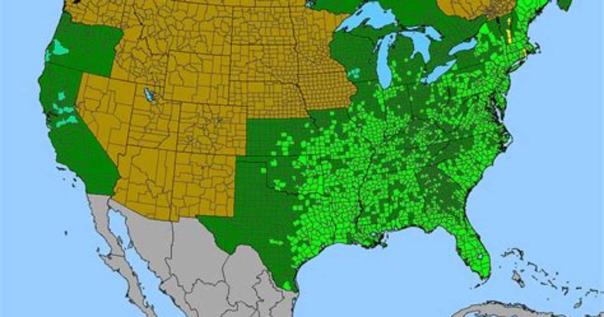 Where Is Redtop Native to?