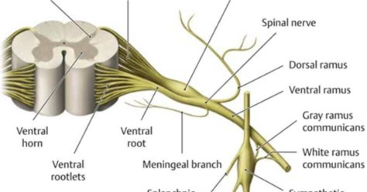 Where Is Rootlets Found?