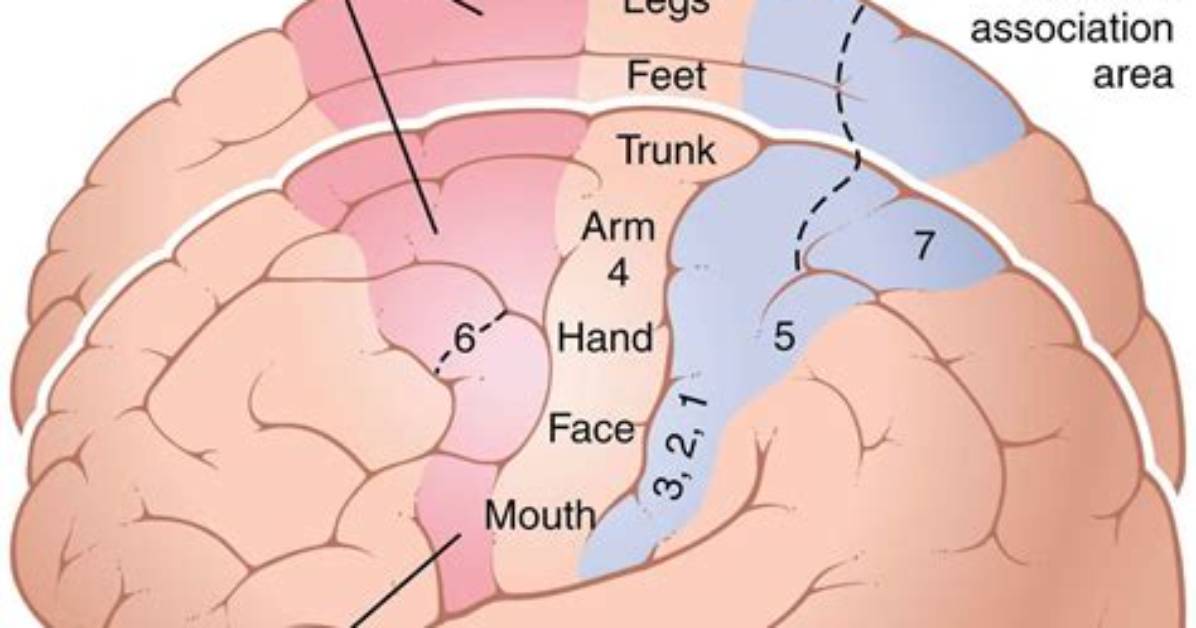 Where Is Sensorimotor Area Located?