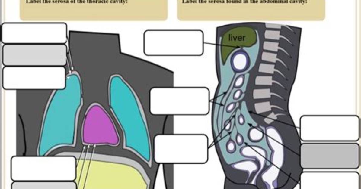 Where Is Serosa Found?