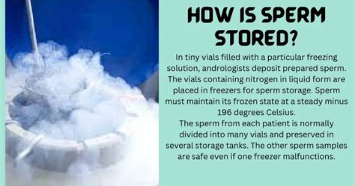 Where Is Sperm Stored?