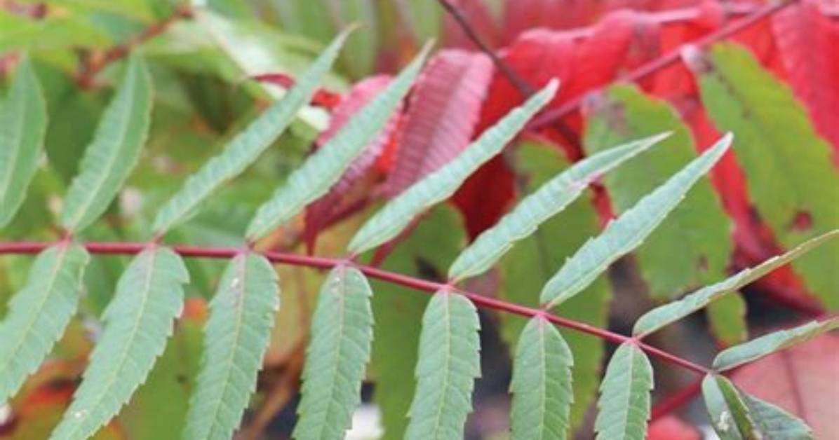 Where Is Sumac Native To
