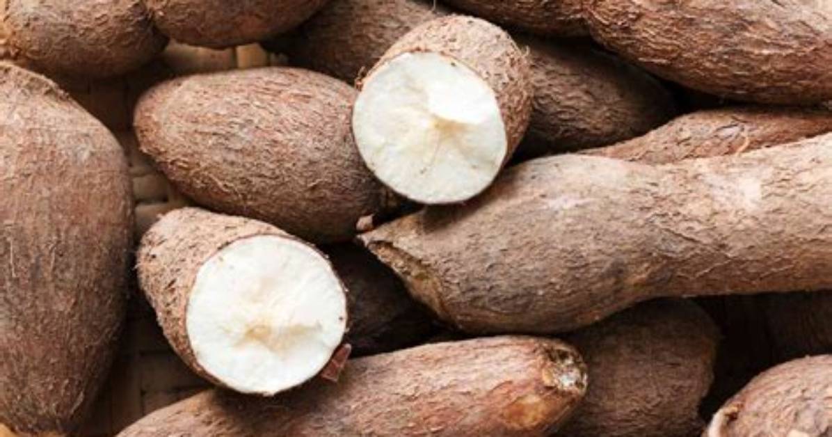 Where Is Tapioca Grown?