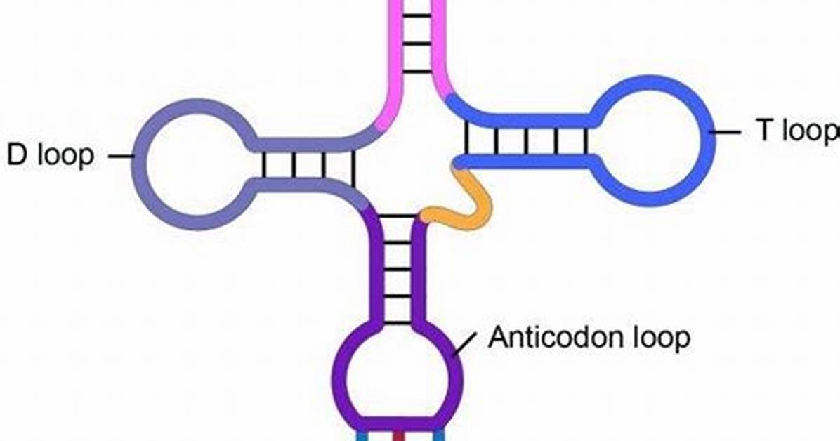 Where Is the Anticodon Located?