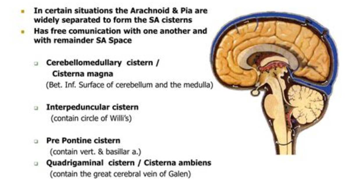 Where Is the Cisternal Space Located?