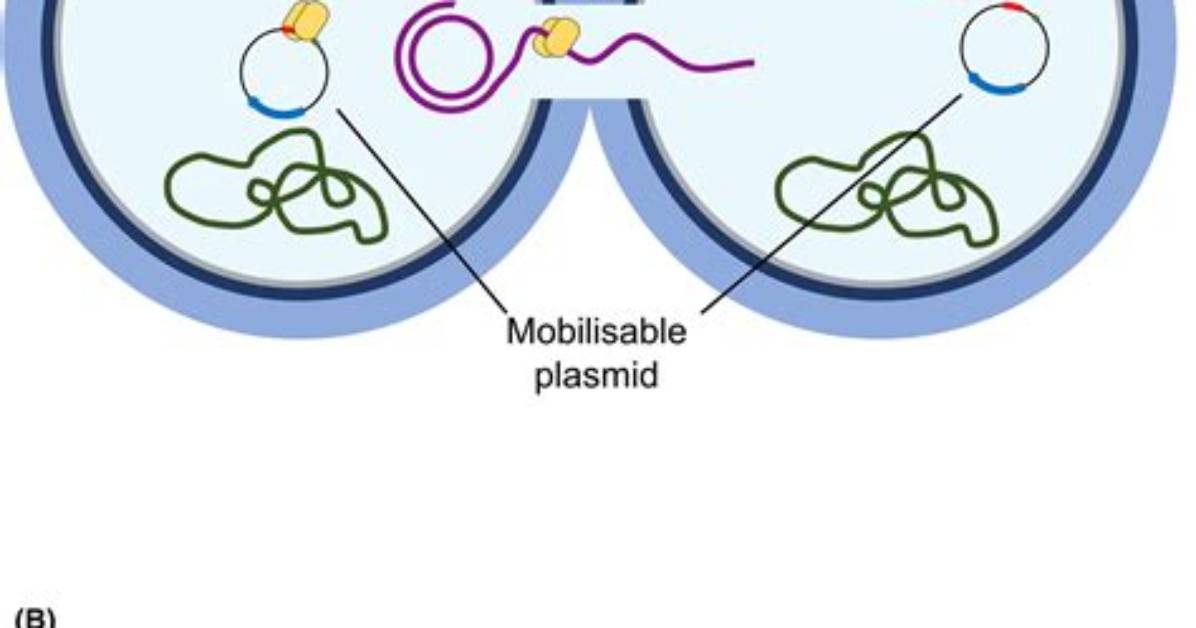 Where Is the Conjugative Plasmid?