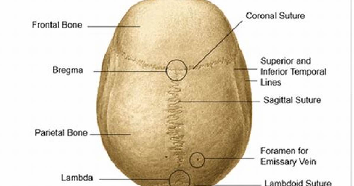 Where Is the Coronal Suture Located?
