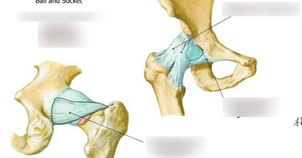 Where Is the Hip Socket?