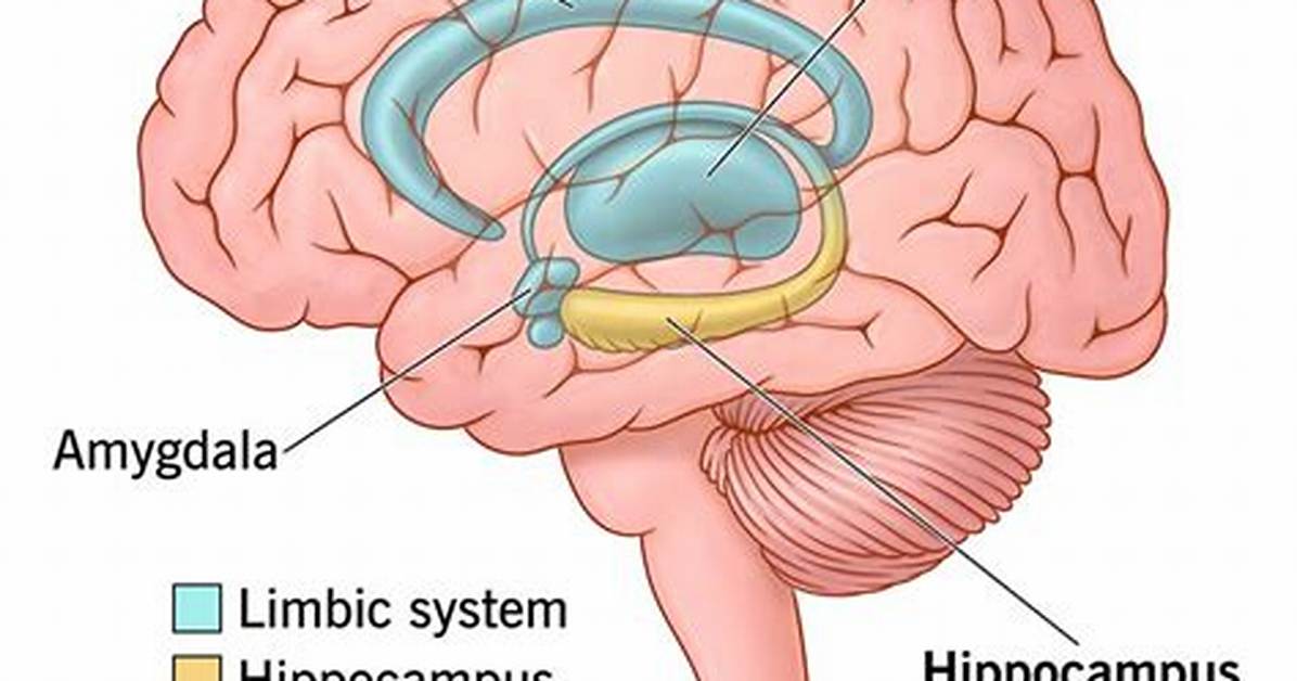 Where Is the Hippocampus