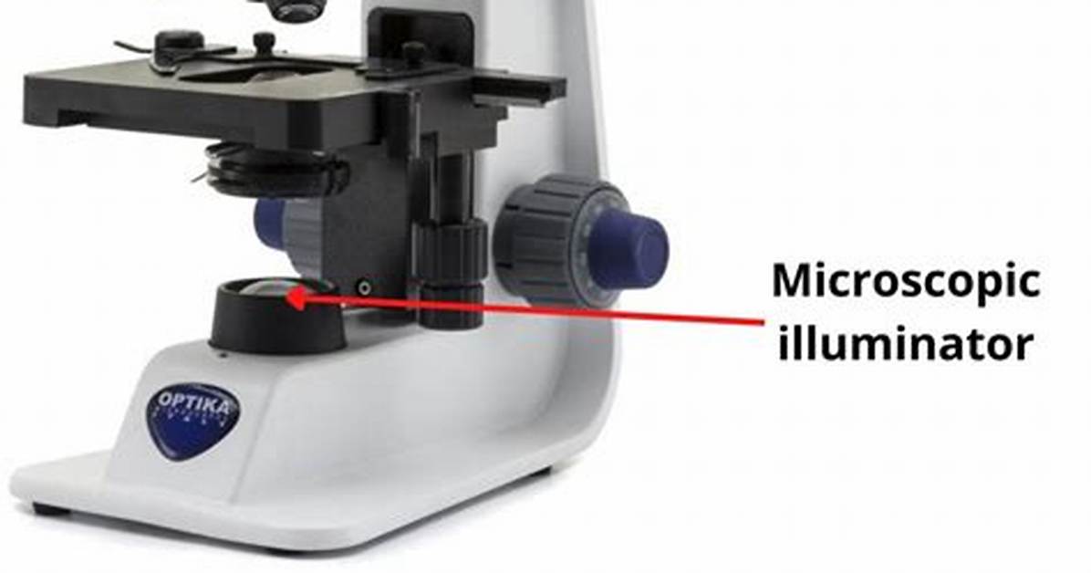 Where Is the Illuminator on a Microscope?