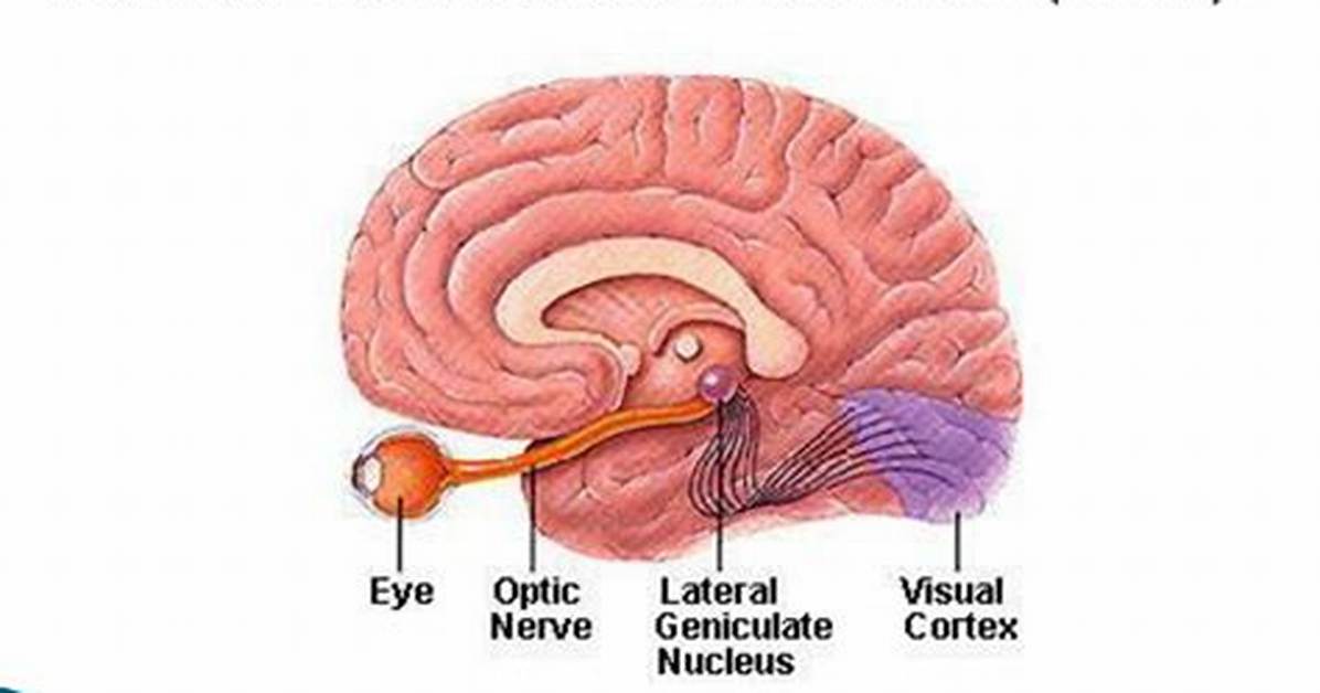 Where Is the Lateral Geniculate Nucleus Located?