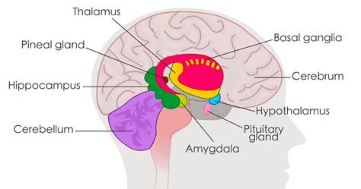 Where Is the Limbic System Found?
