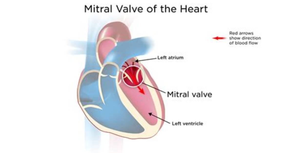 Where Is the Mitral Area Located