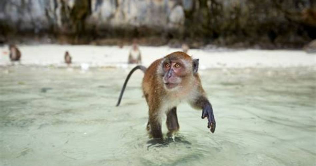 Where Is the Monkey Beach