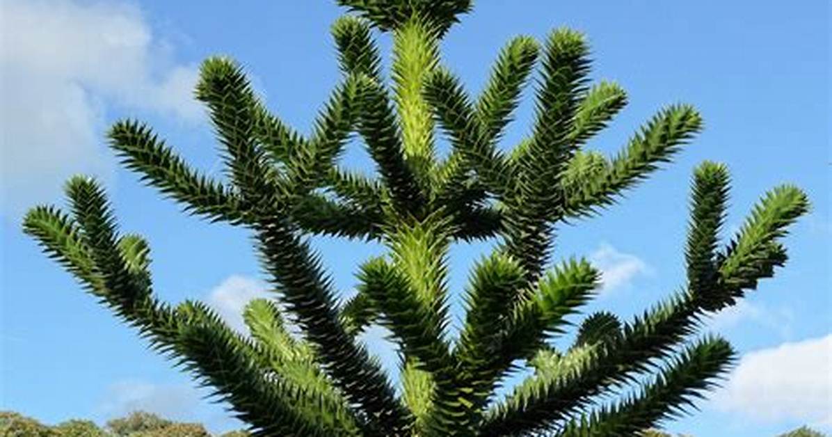 Where Is the Monkey Puzzle Tree from?