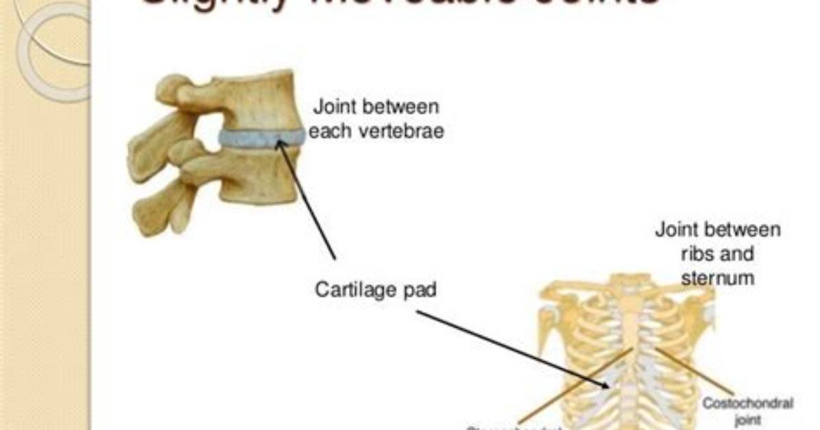 Where Is the Partially Moveable Joint?