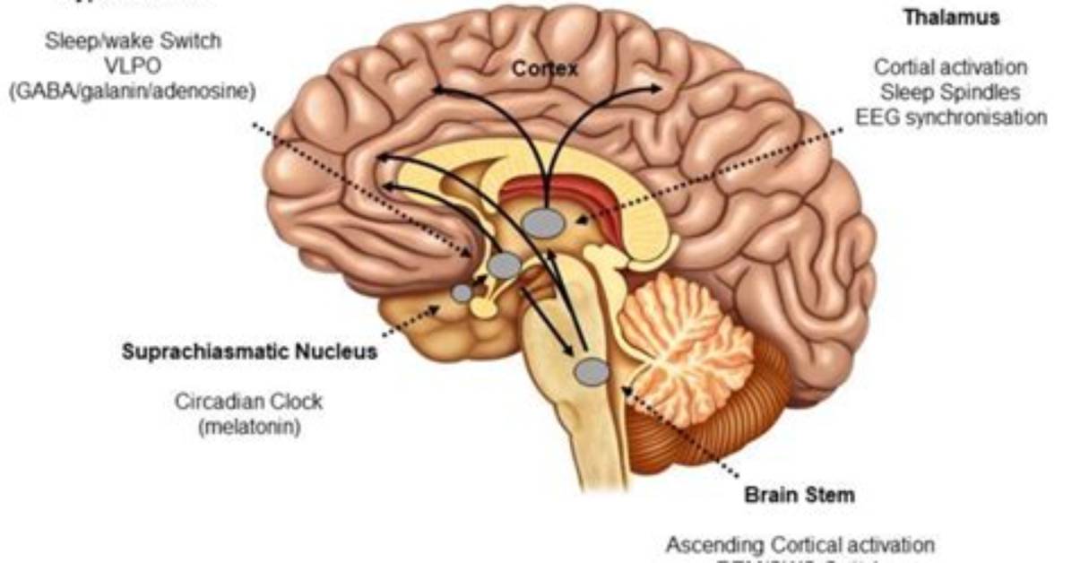 Where Is the Preoptic Nucleus?