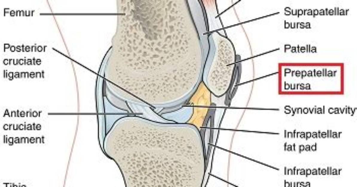 Where Is the Prepatellar Bursa Located?