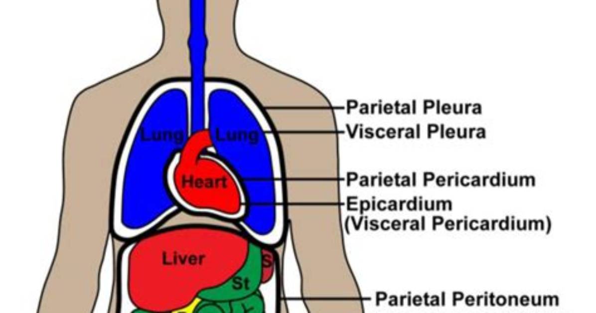 Where Is the Serosal Located?